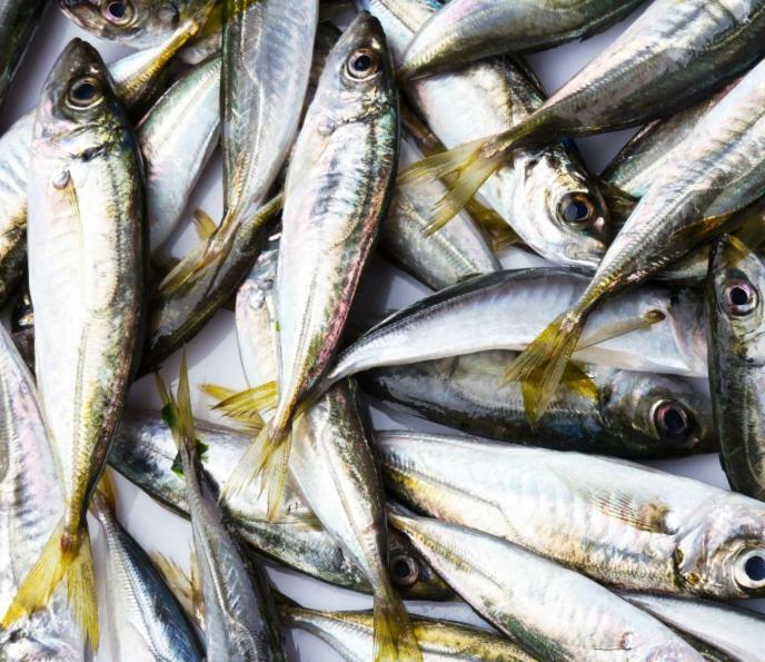 Сдам Дом У Моря Odessa Eksteriør bilde